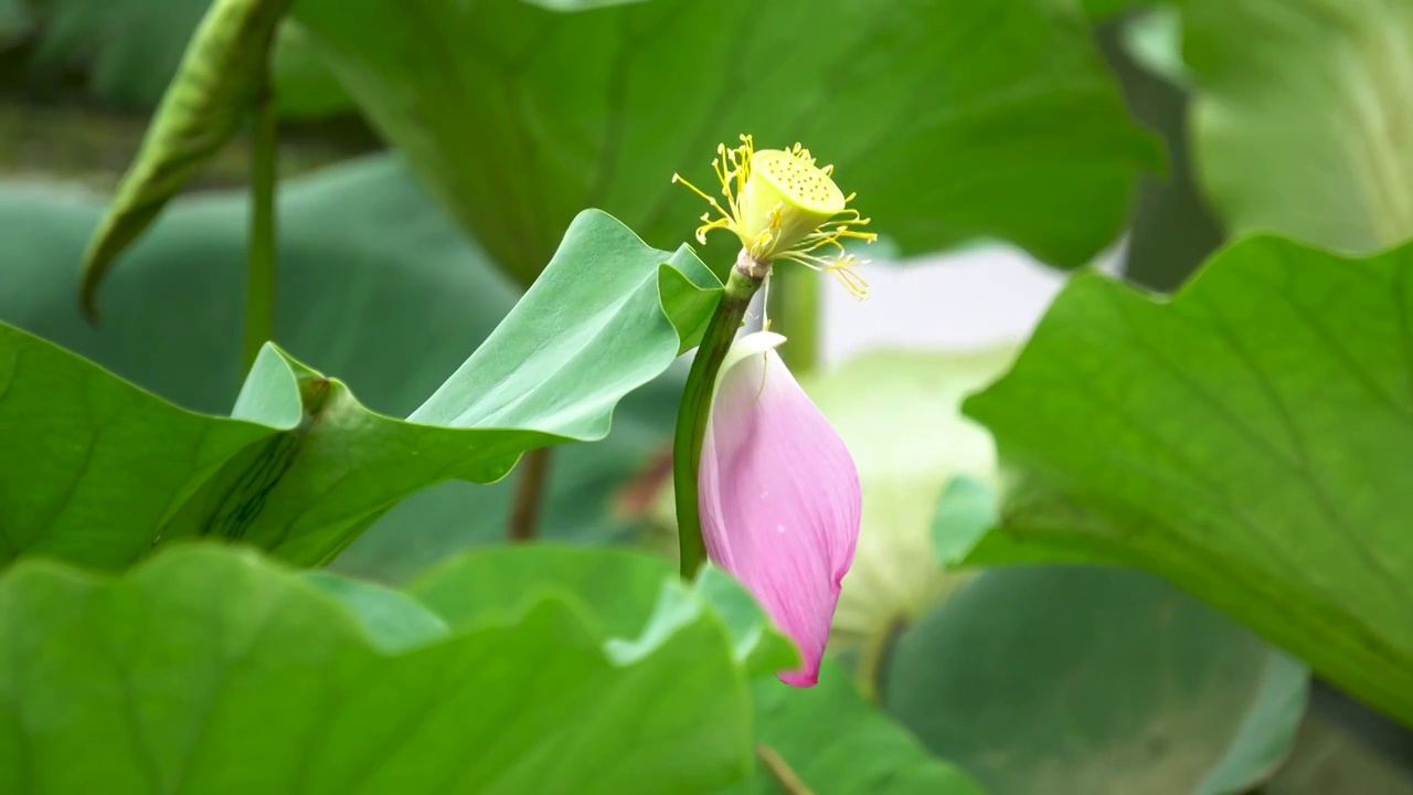 夏天公园池塘中盛开的荷花视频素材