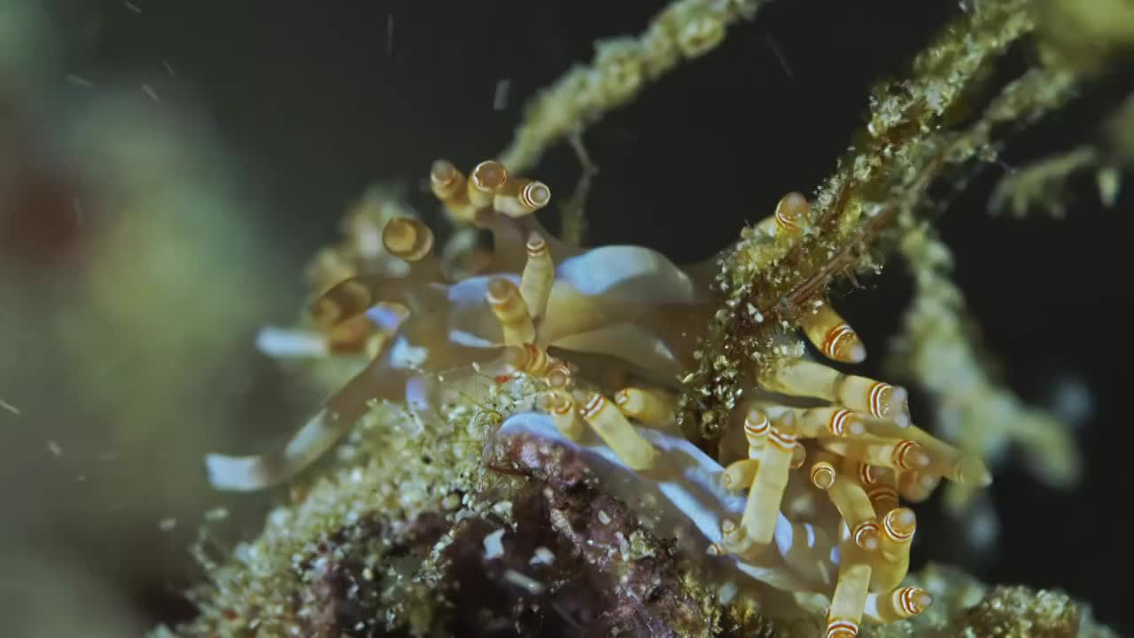 水下摄影神奇神秘的海底世界海兔海蛞蝓视频素材