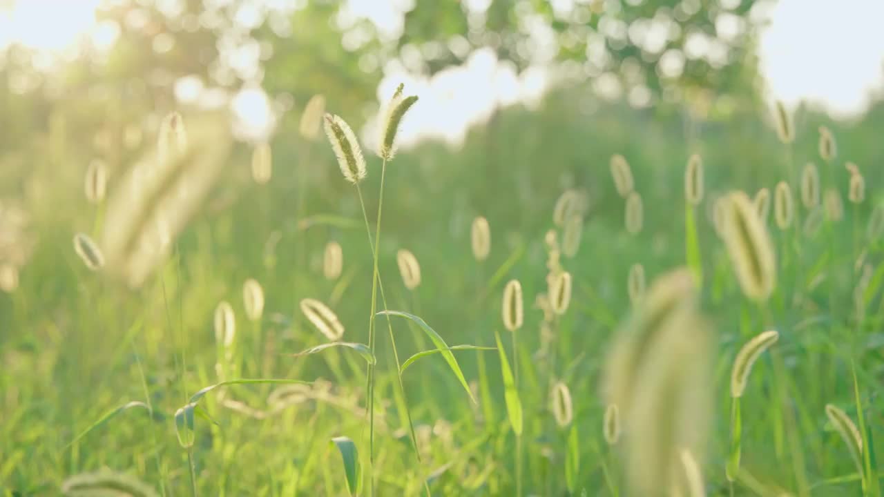 逆光狗尾巴草-唯美空镜视频下载