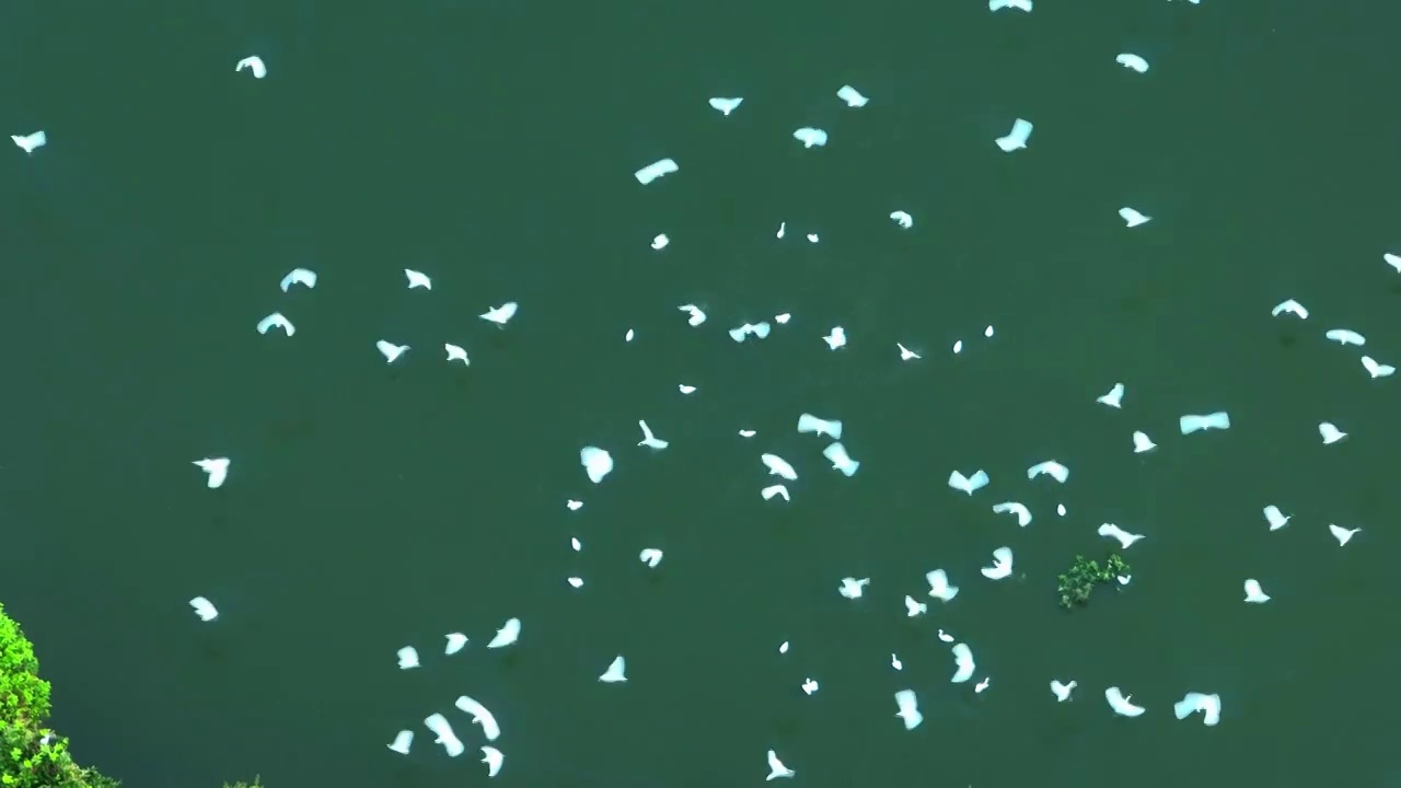 湿地 绿色 自然 航拍 森林 航拍 洞庭湖 候鸟 白鹭 飞羽 飞翔 生态 环保 环境视频素材