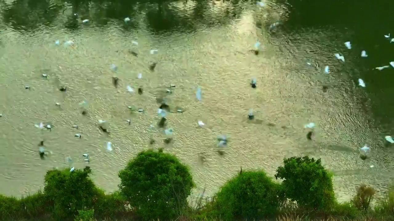 湿地 绿色 自然 航拍 森林 航拍 洞庭湖 候鸟 白鹭 飞羽 飞翔 生态 环保 环境视频素材