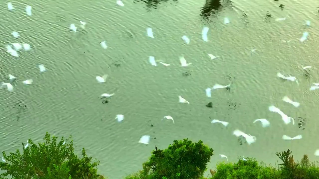 湿地 绿色 自然 航拍 森林 航拍 洞庭湖 候鸟 白鹭 飞羽 飞翔 生态 环保 环境视频素材