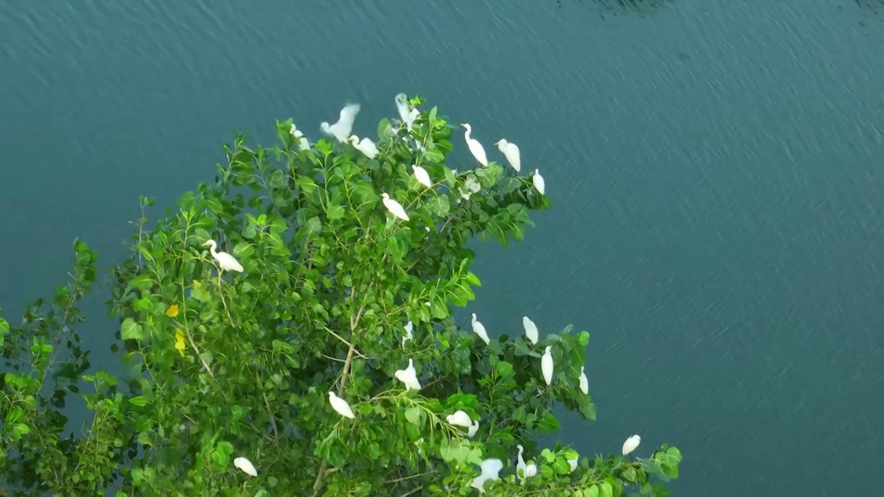 湿地 绿色 自然 航拍 森林 航拍 洞庭湖 候鸟 白鹭 飞羽 飞翔 生态 环保 环境视频素材