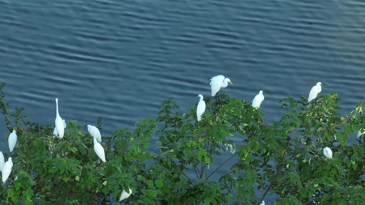 湿地 绿色 自然 航拍 森林 航拍 洞庭湖 候鸟 白鹭 飞羽 飞翔 生态 环保 环境视频素材