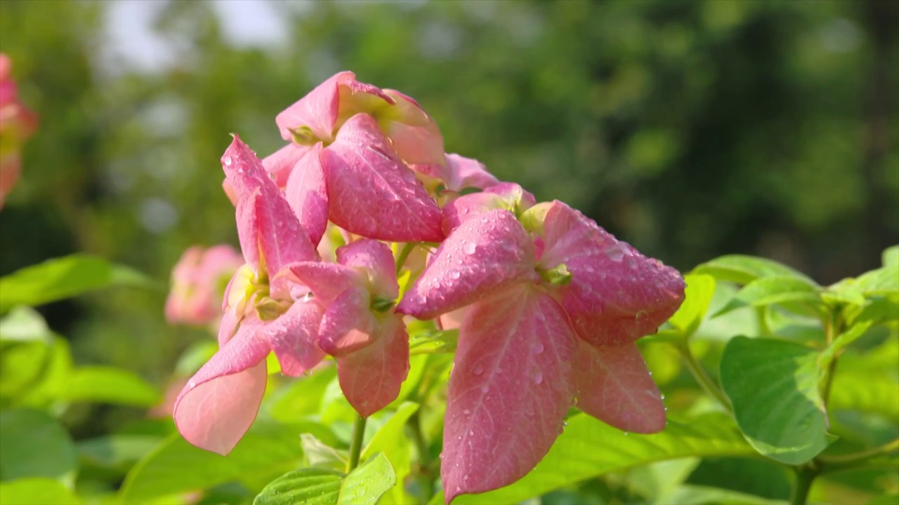 花卉视频素材