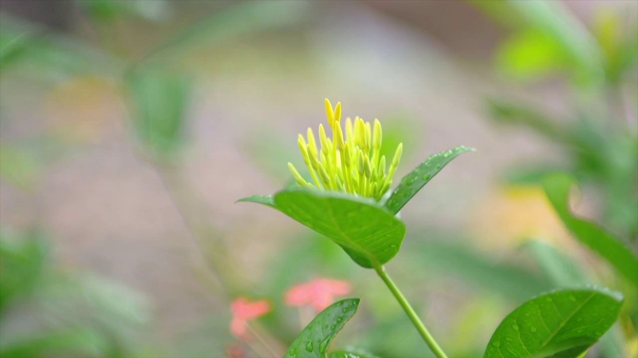 小花视频素材