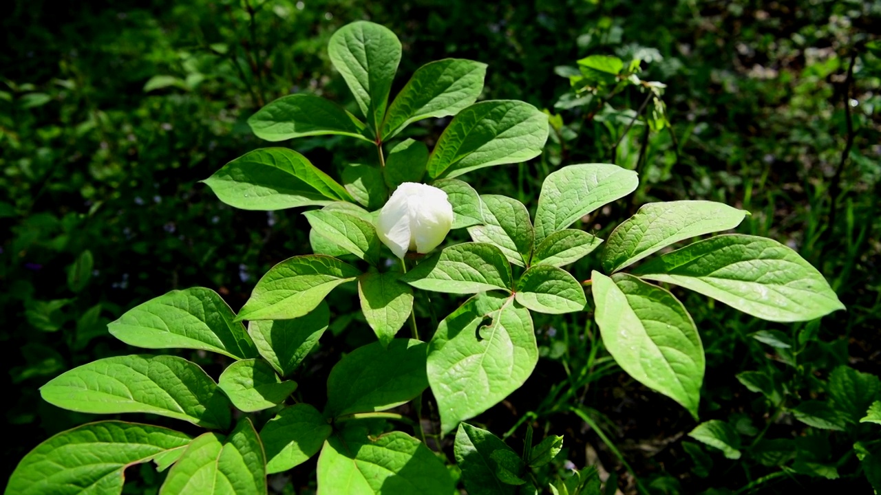 芍药花视频素材