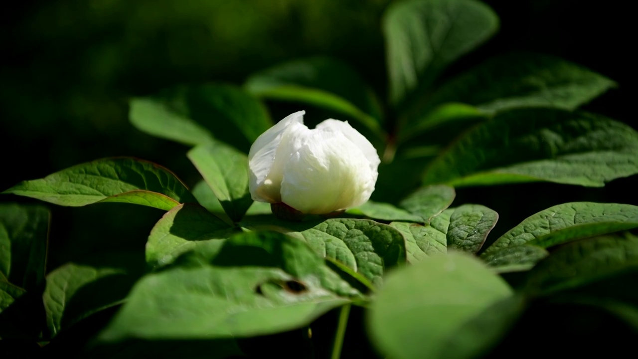 芍药花视频素材