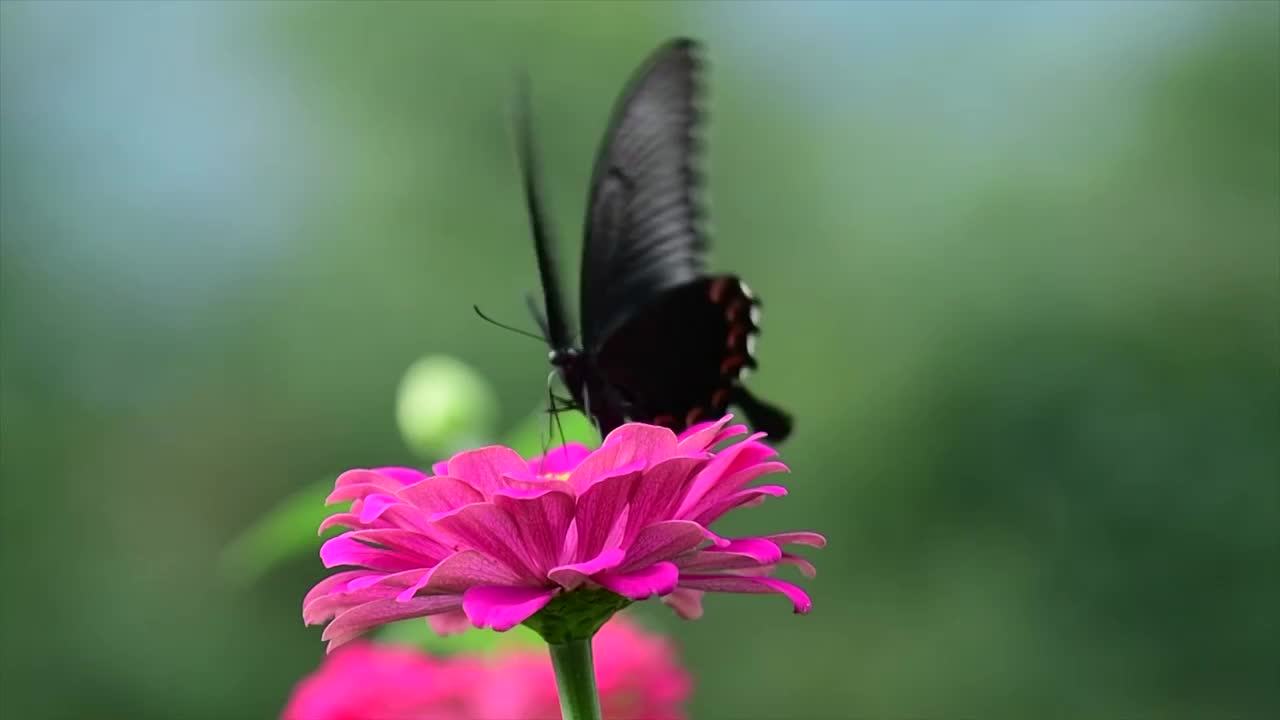 蝴蝶视频素材