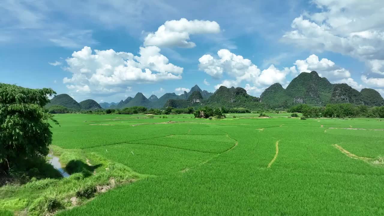 夏季阳光下桂林喀斯特地貌峰林间的绿色稻田视频素材