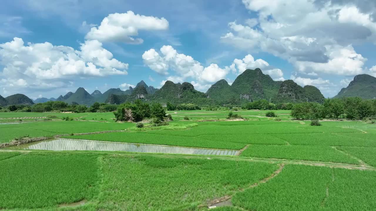 夏季阳光下桂林喀斯特地貌峰林间的绿色稻田视频素材