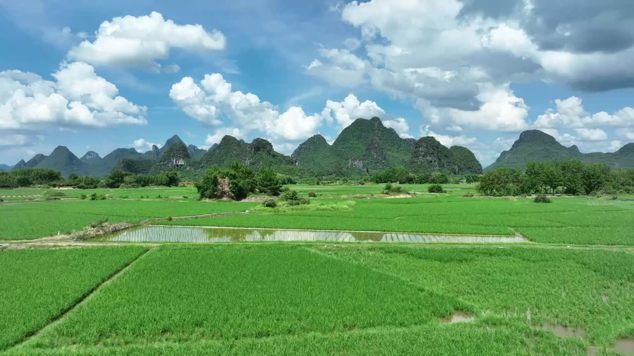 夏季阳光下桂林喀斯特地貌峰林间的绿色稻田视频素材