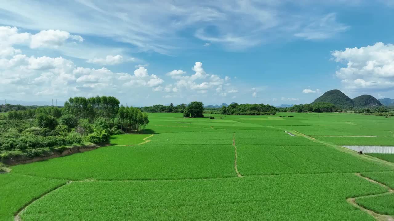 夏季阳光下桂林喀斯特地貌峰林间的绿色稻田视频素材