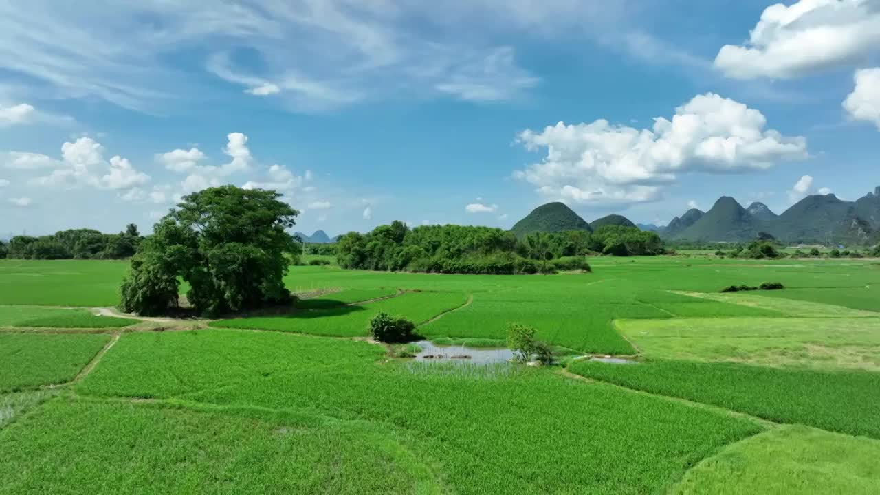 夏季阳光下桂林喀斯特地貌峰林间的绿色稻田视频素材