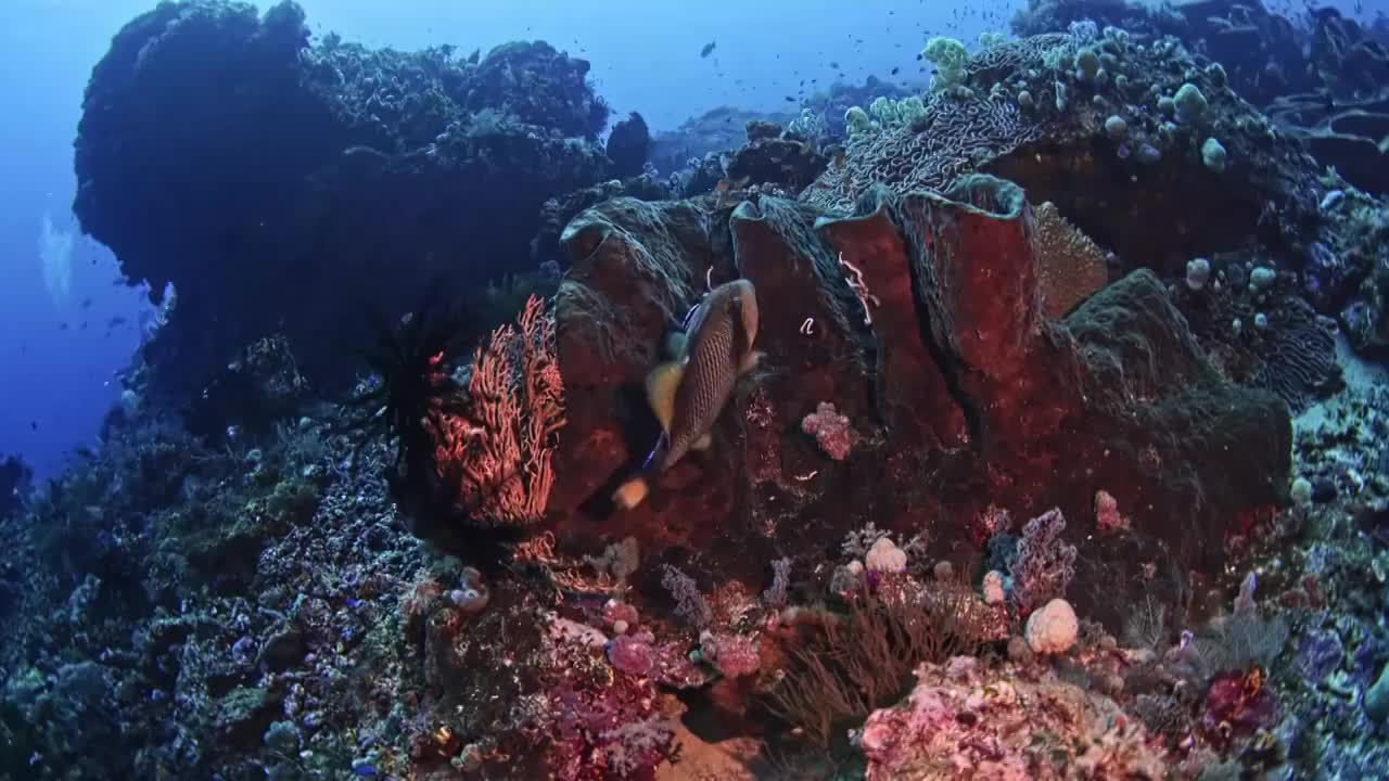 水下摄影神奇的海底世界泰坦扳机鱼视频素材