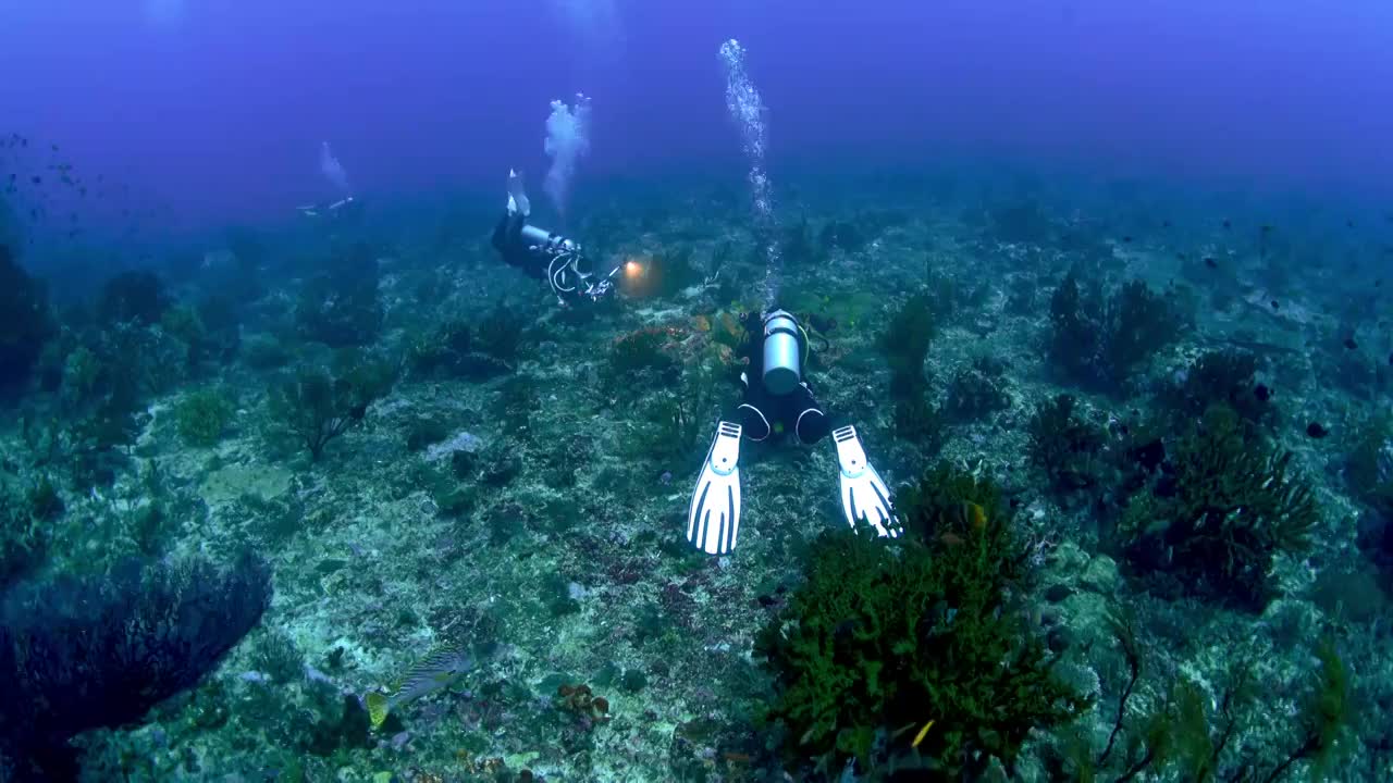 水下摄影师拍摄记录海洋水下世界视频素材