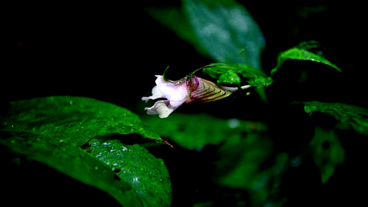 龙虾花视频素材