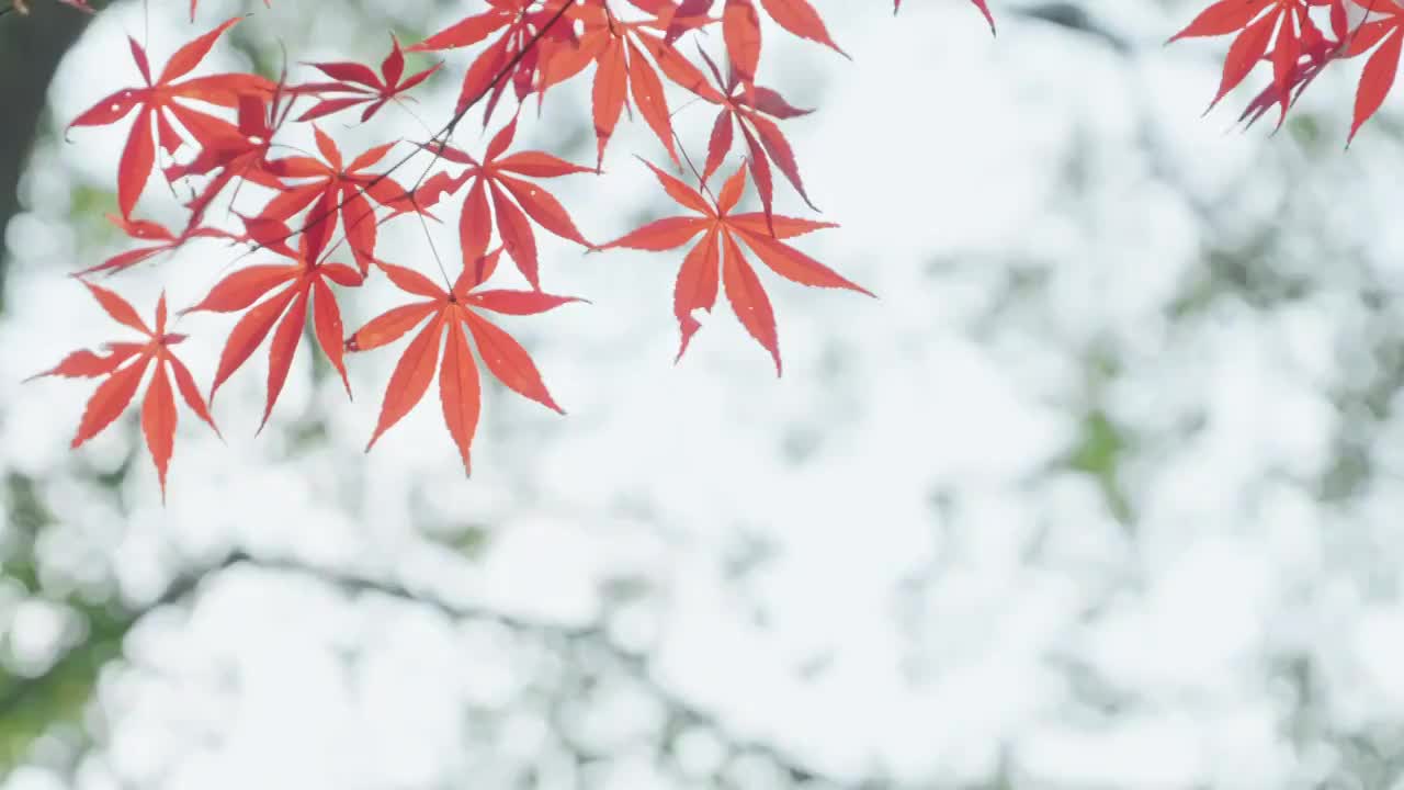 秋日红枫随风飘动视频素材