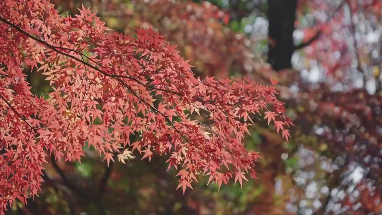 秋日红枫随风飘动视频素材