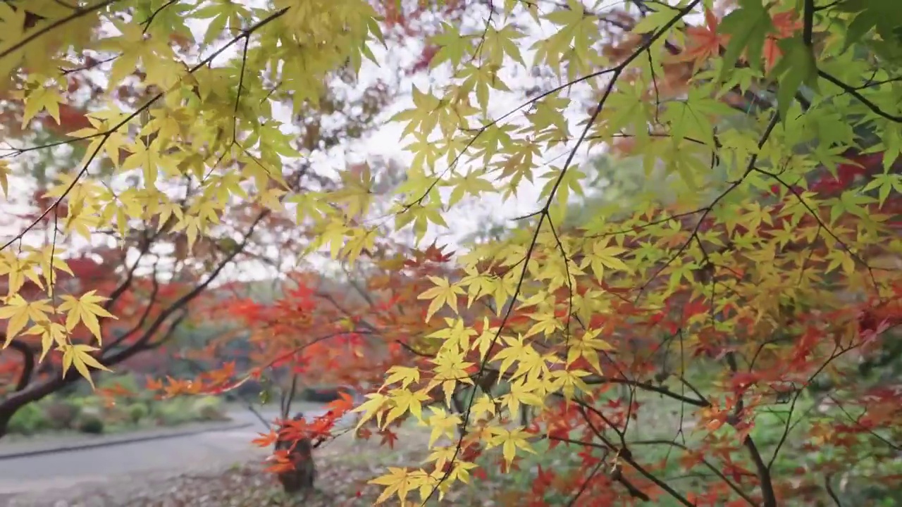 阳光下的枫叶视频素材