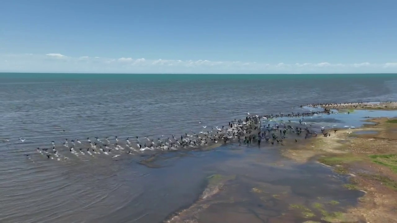 青海湖的鸟类视频素材