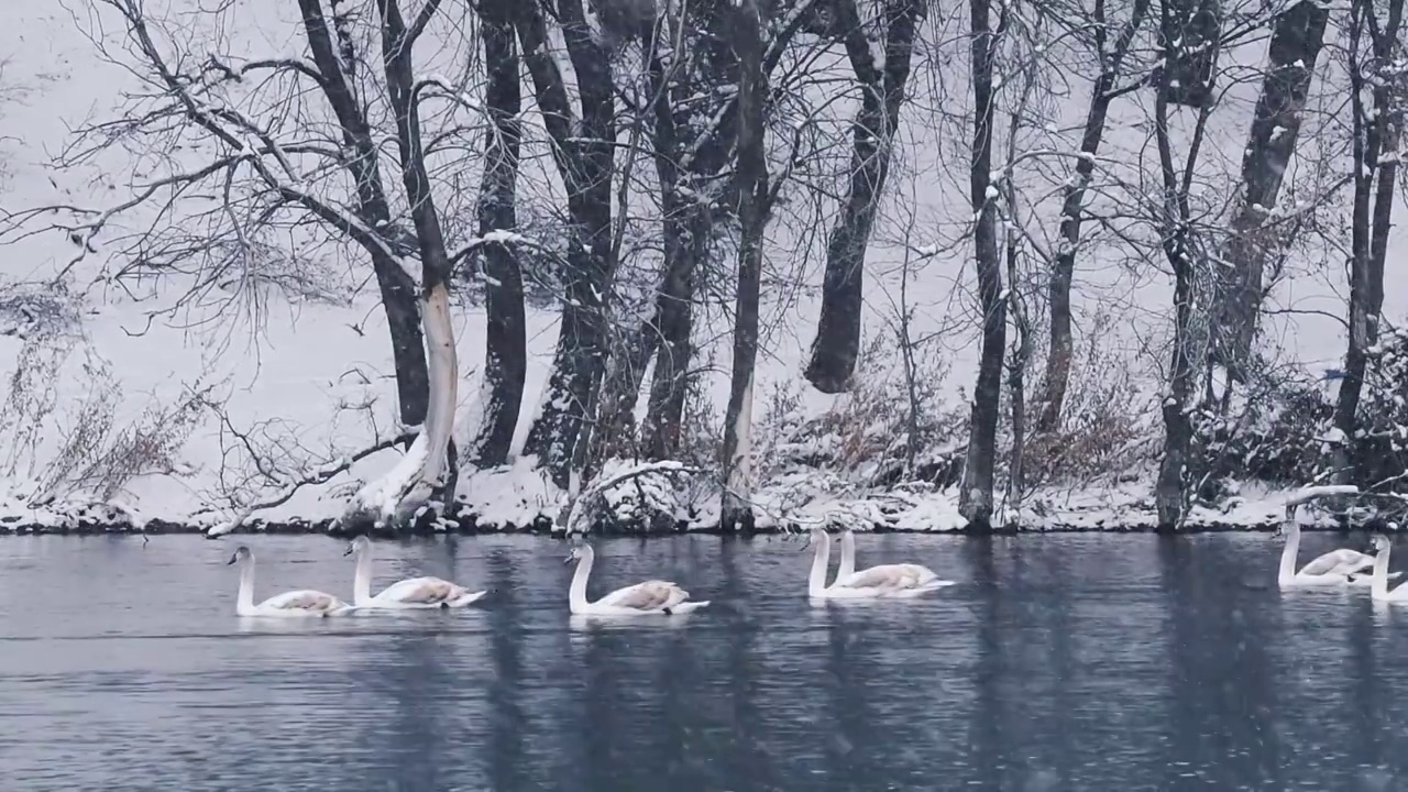 大雪中的白天鹅（新疆伊犁天鹅泉）视频素材