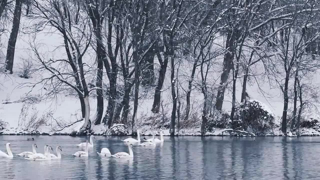 大雪中的白天鹅（新疆伊犁天鹅泉）视频素材