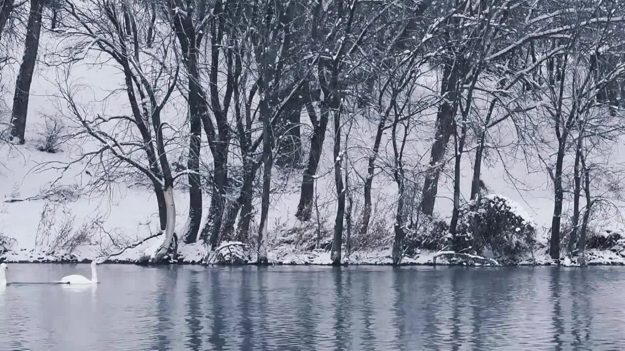 大雪中的白天鹅（新疆伊犁天鹅泉）视频素材