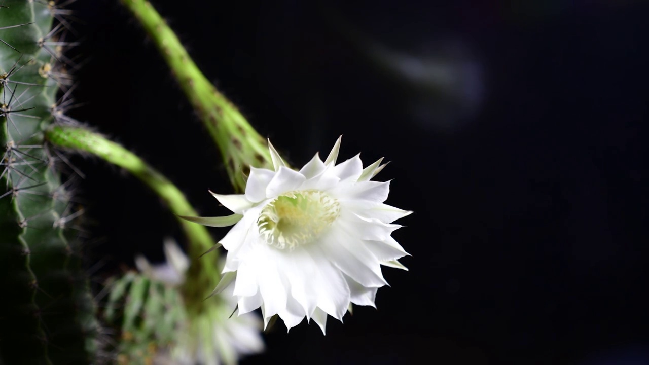 仙人球开花延时拍摄视频素材