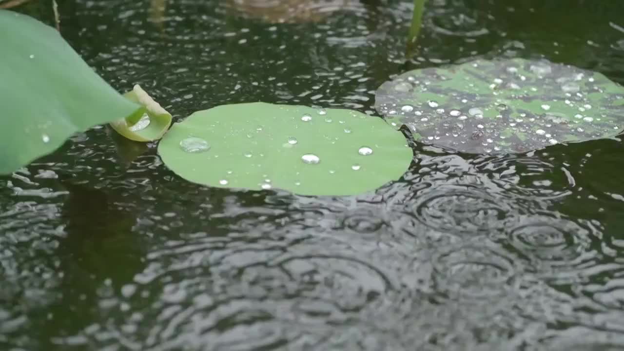 荷叶落雨升格视频素材