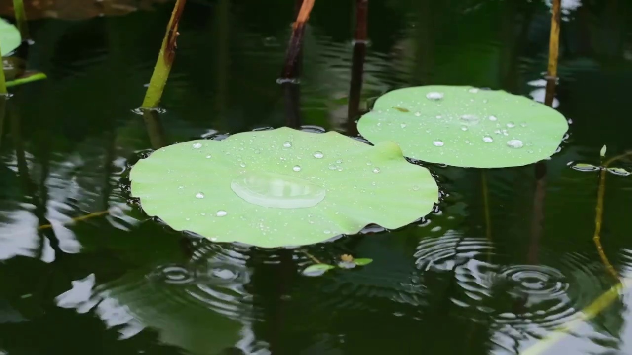 荷叶水滴水珠慢镜头视频素材