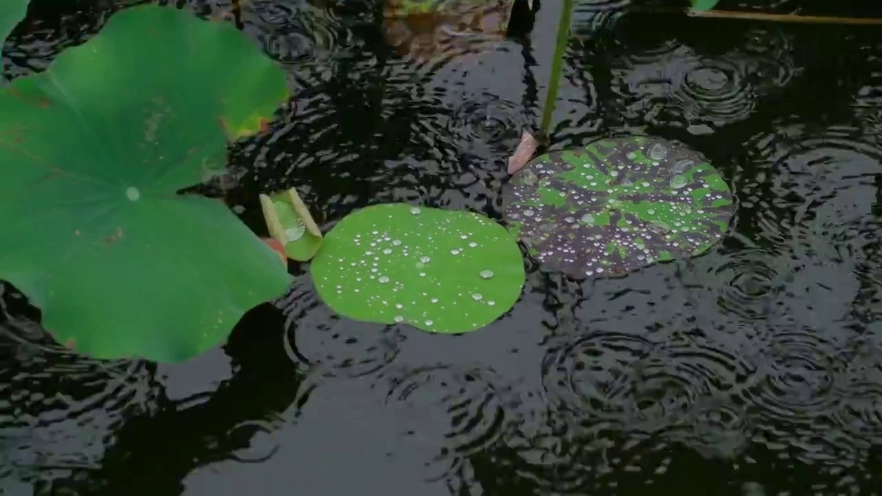 荷叶水滴升格下雨视频素材