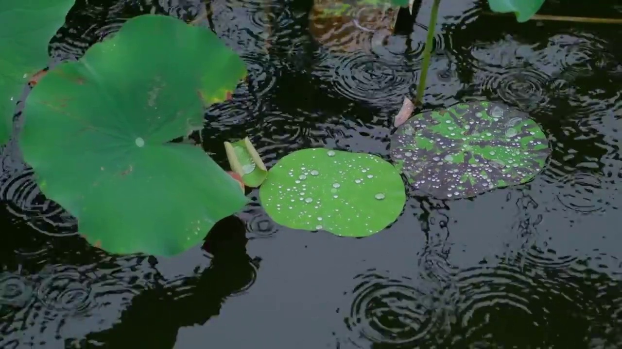 荷叶水滴升格下雨视频素材