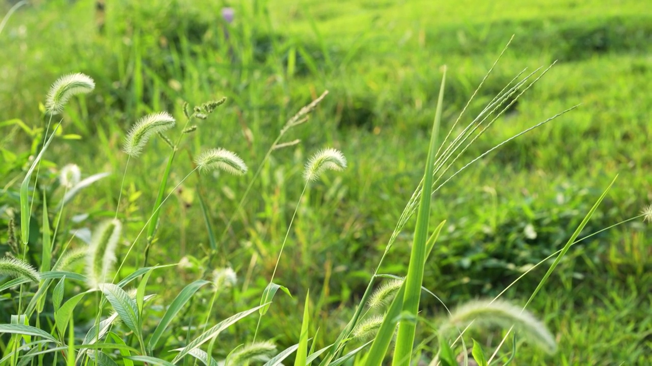 狗尾草特写草丛野生植物视频素材