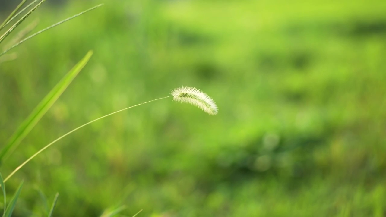 狗尾草特写草丛野生植物视频素材