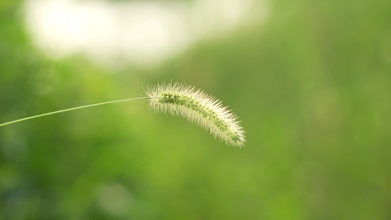 狗尾草特写草丛野生植物视频素材