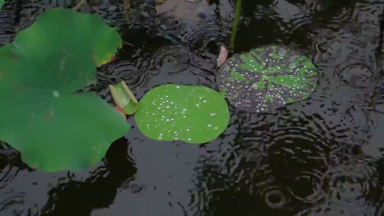 水珠下雨荷叶倒影水纹视频素材