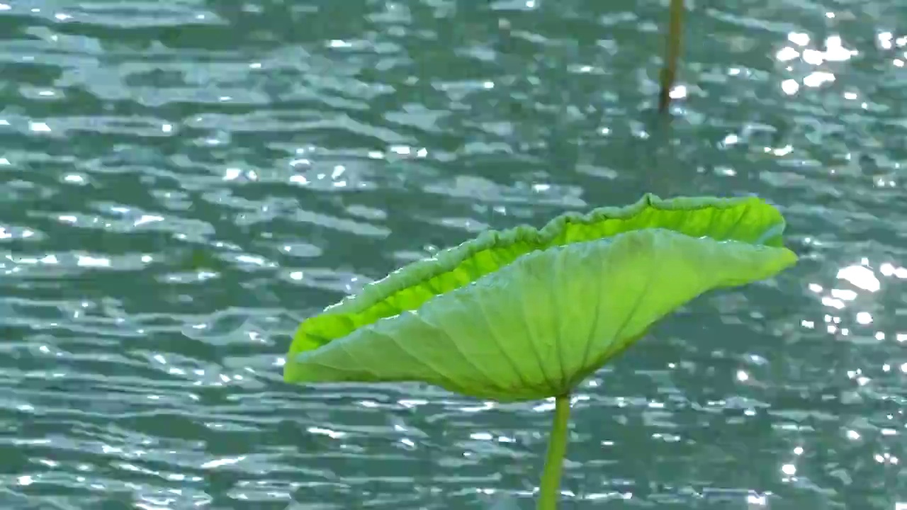 夏天阳光下昆明湖的荷叶荷花视频素材