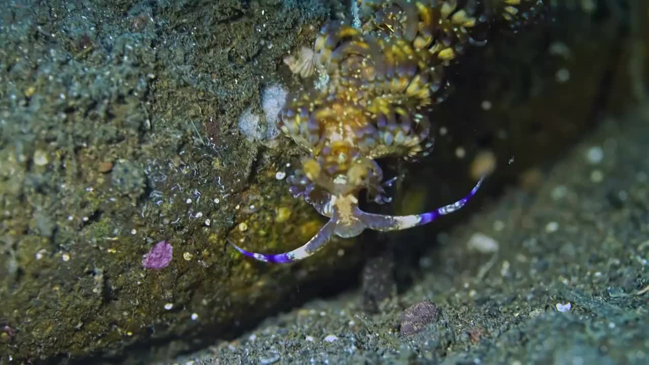 水下摄影神奇神秘的海底世界海兔海蛞蝓视频素材