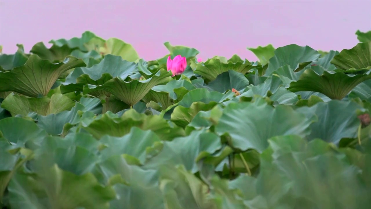 夏天昆明湖荷花荷叶视频素材