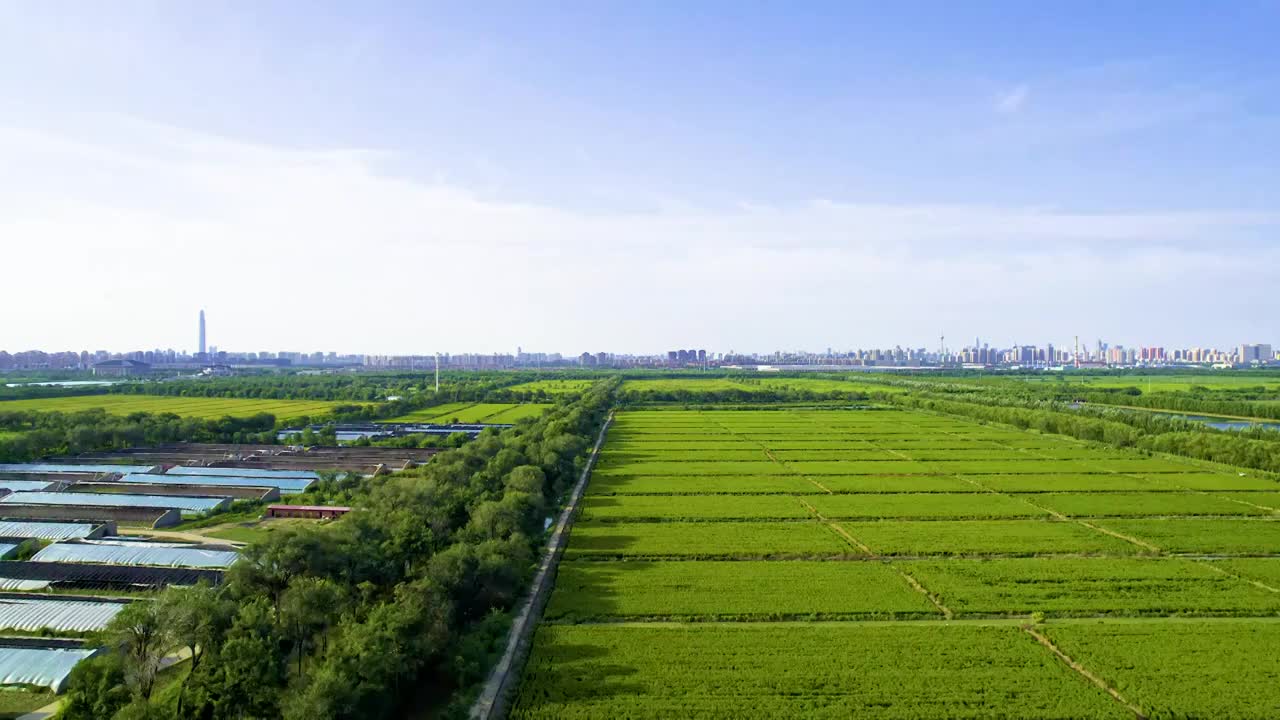 天津西青郊野公园水稻稻田航拍视频素材