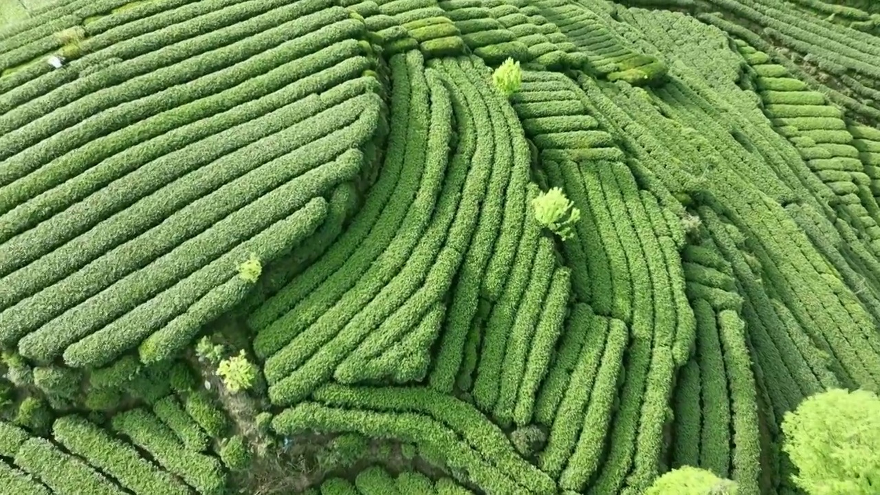 无人机高视角航拍四川雅安蒙顶山名山竹叶青优质有机生态茶园 明前茶视频素材