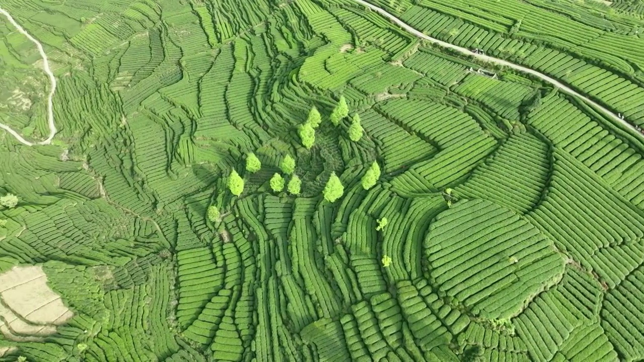 无人机高视角航拍四川雅安蒙顶山名山竹叶青优质有机生态茶园 明前茶视频下载