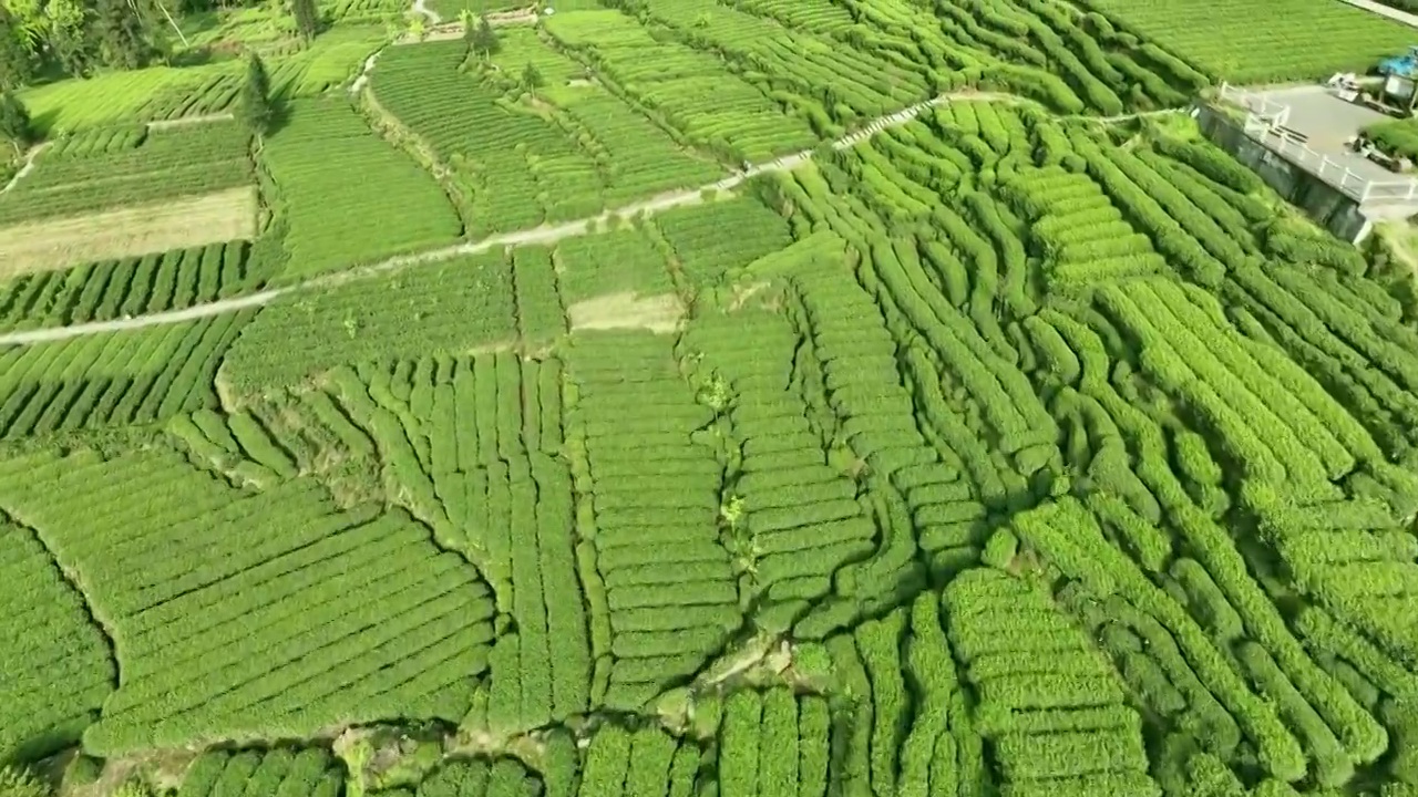 无人机高视角航拍四川雅安蒙顶山名山竹叶青优质有机生态茶园 明前茶视频下载