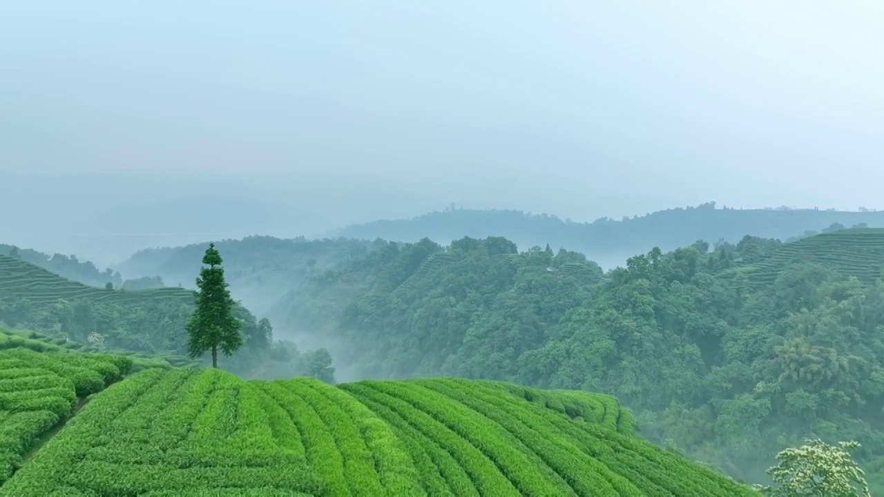 无人机航拍高视角雨雾朦胧中四川雅安蒙顶山竹叶青优质有机生态茶园 大地指纹视频素材