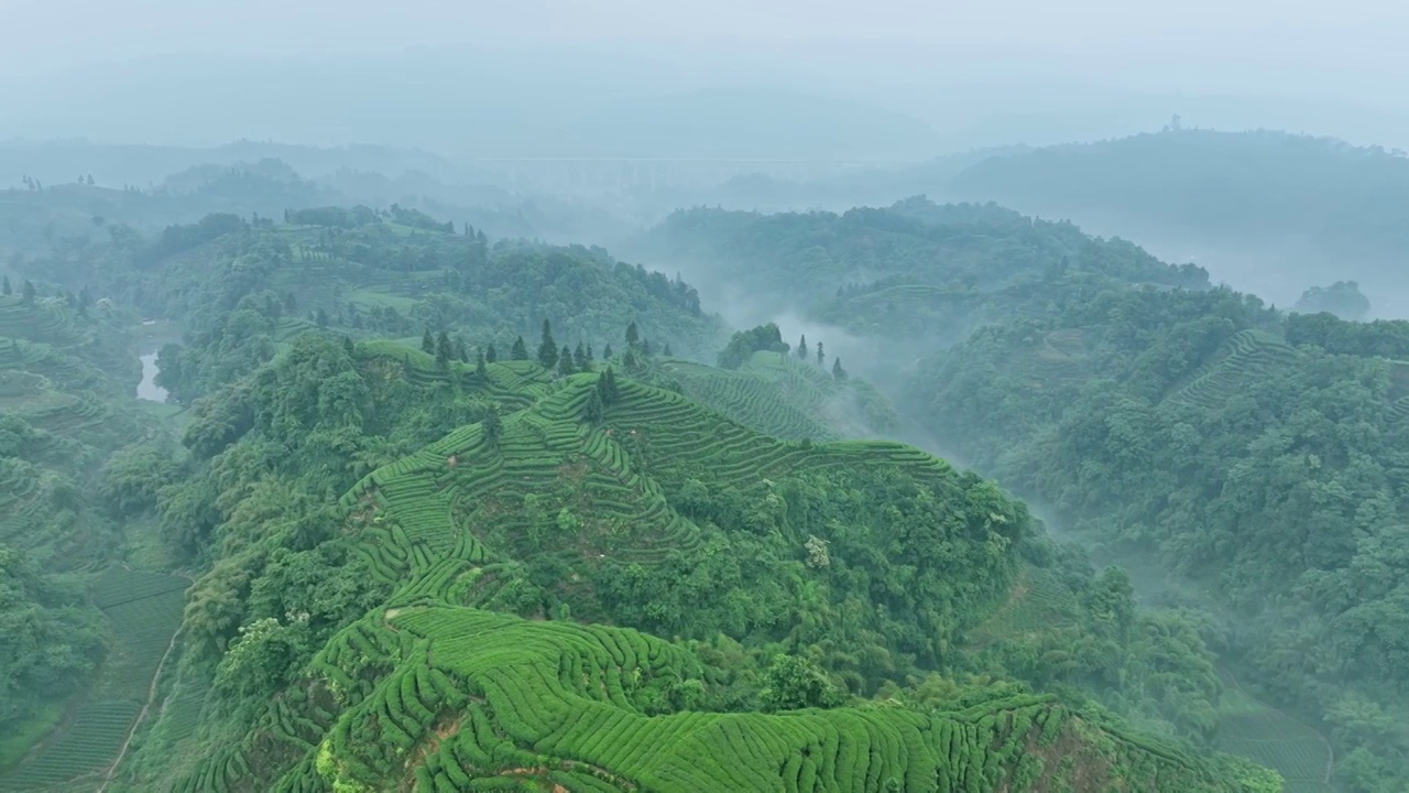 无人机航拍高视角雨雾朦胧中四川雅安蒙顶山竹叶青优质有机生态茶园 大地指纹视频下载