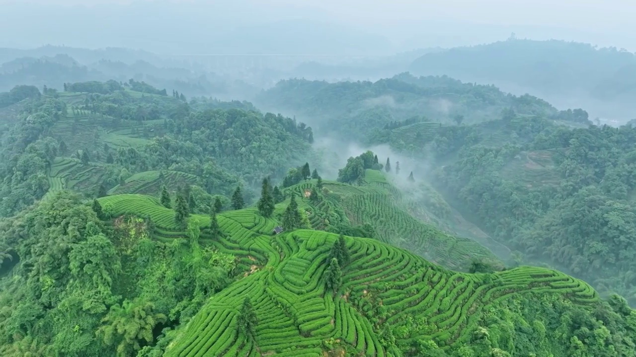 无人机航拍高视角雨雾朦胧中四川雅安蒙顶山竹叶青优质有机生态茶园 大地指纹视频下载