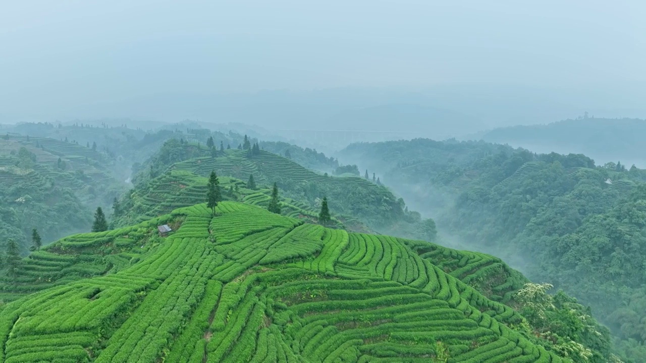 无人机航拍高视角雨雾朦胧中四川雅安蒙顶山竹叶青优质有机生态茶园 大地指纹视频素材