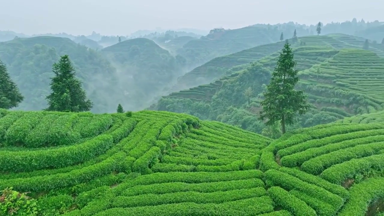 无人机航拍高视角雨雾朦胧中四川雅安蒙顶山竹叶青优质有机生态茶园 大地指纹视频下载