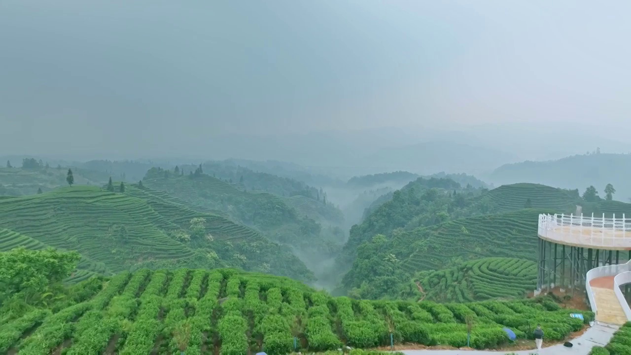 无人机航拍高视角雨雾朦胧中四川雅安蒙顶山竹叶青优质有机生态茶园 大地指纹视频素材